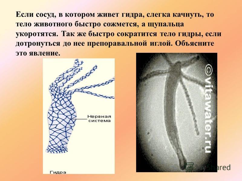 Ссылка омг telegraph